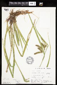 Carex pseudocyperus image