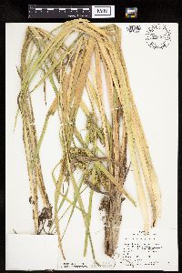 Carex pseudocyperus image