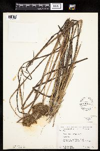 Carex pseudocyperus image