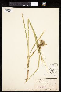 Carex pseudocyperus image