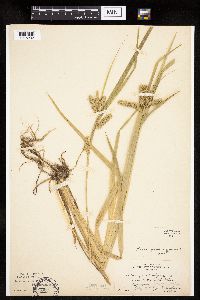 Carex pseudocyperus image