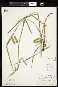 Carex pseudocyperus image