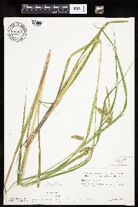 Carex pseudocyperus image