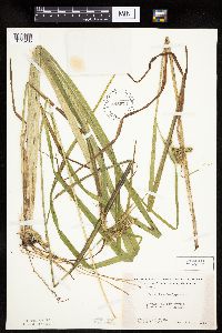 Carex pseudocyperus image