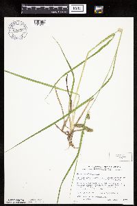 Carex pseudocyperus image