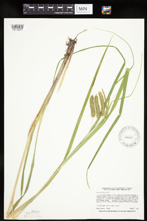 Carex pseudocyperus image