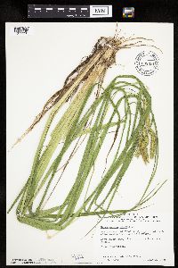 Carex pseudocyperus image