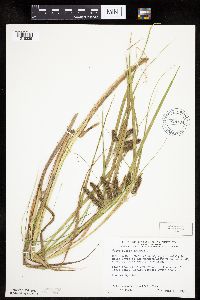 Carex pseudocyperus image