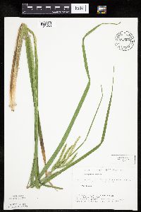 Carex pseudocyperus image