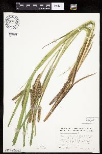 Carex pseudocyperus image