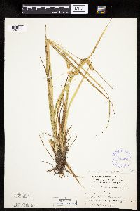Carex pseudocyperus image