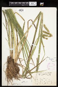 Carex pseudocyperus image