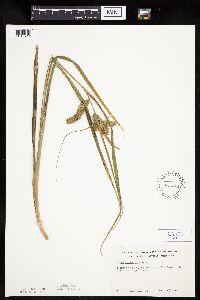Carex pseudocyperus image