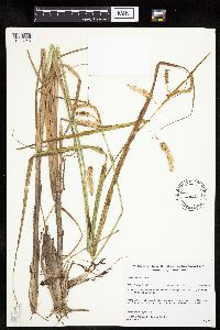 Carex pseudocyperus image