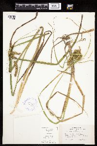 Carex pseudocyperus image
