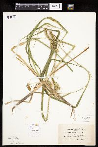 Carex pseudocyperus image