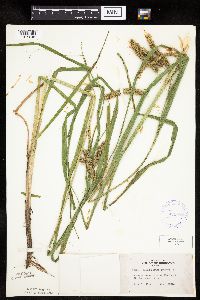 Carex pseudocyperus image