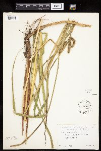 Carex pseudocyperus image