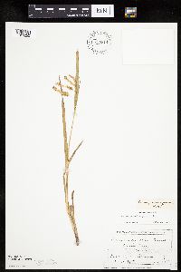 Carex pseudocyperus image