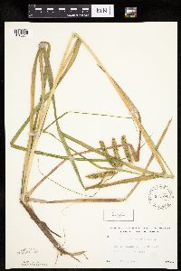 Carex pseudocyperus image