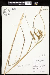 Carex pseudocyperus image