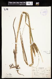 Carex pseudocyperus image