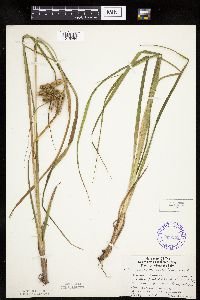 Carex pseudocyperus image