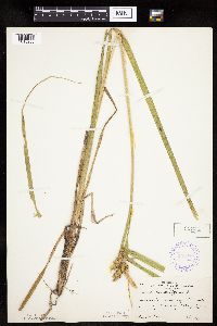 Carex pseudocyperus image