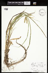 Carex pseudocyperus image