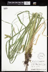 Carex pseudocyperus image