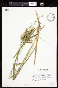 Carex pseudocyperus image