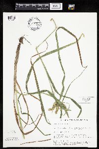 Carex pseudocyperus image