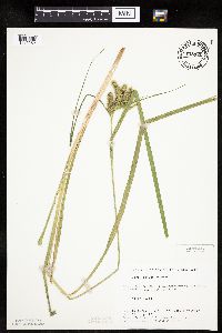 Carex pseudocyperus image