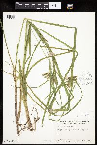 Carex pseudocyperus image