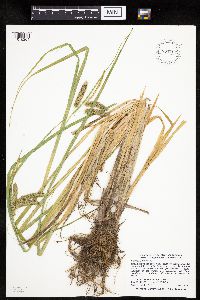 Carex pseudocyperus image