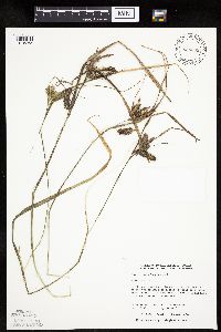 Carex pseudocyperus image