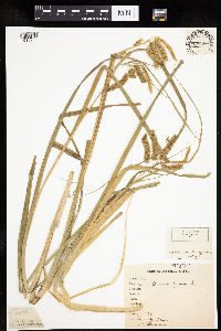 Carex pseudocyperus image