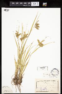 Carex pseudocyperus image