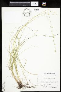 Carex radiata image