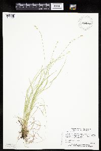 Carex radiata image