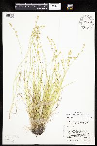 Carex radiata image