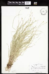 Carex radiata image