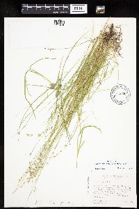 Carex radiata image