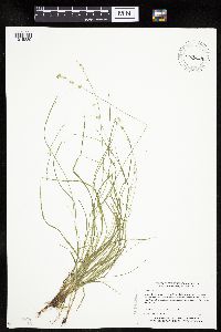 Carex radiata image