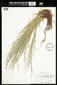 Carex radiata image