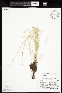 Carex radiata image