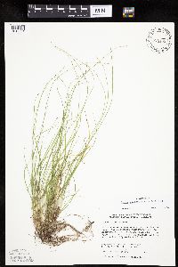 Carex radiata image