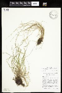 Carex radiata image