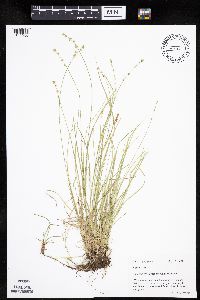 Carex radiata image
