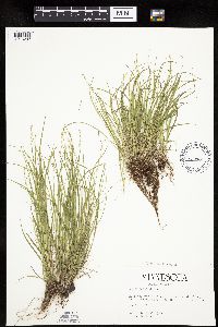 Carex radiata image